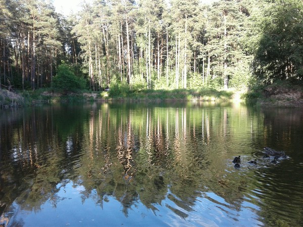 Ponds in the Ramensky district - Peace, Nature