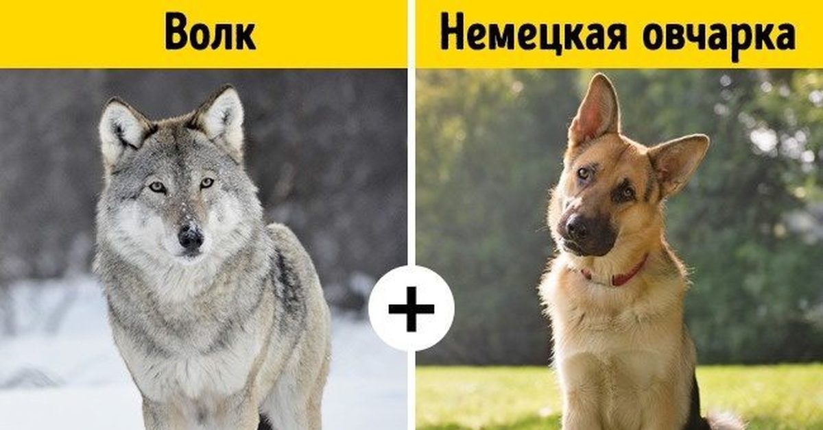 Как отличить немецкую. Волк и собака сравнение. Волк и собк5а. Немецкая овчарка и волк сравнение. Гибриды собак.