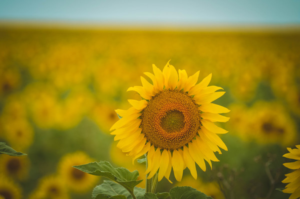 Yellow Seas of Crimea - Nature, The nature of Russia, My, Crimea, Sunflower, Field, The photo