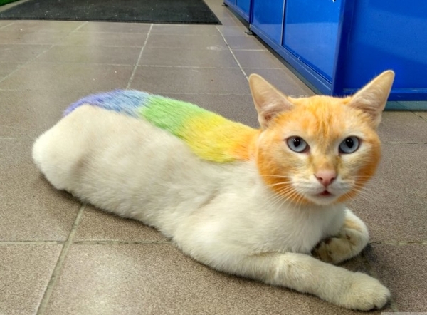 Rainbow cat Belyash - cat, Longpost, Tyumen