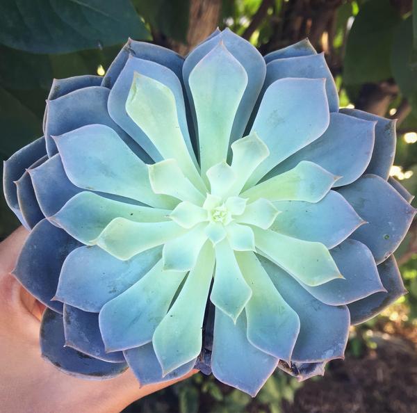 Beautiful colors - Reddit, Echeveria, beauty