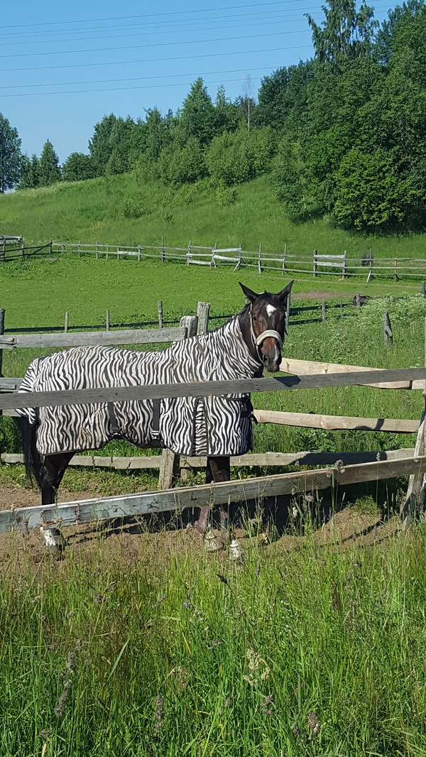 I'm a zebra, zebra, zebra. I don't at all... - My, zebra, Horse in coat