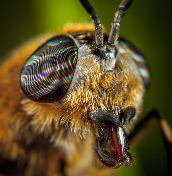 Horsefly portrait - My, Horsefly, Macro, Canon 5DM2, Mp-e 65 mm, , Insects, Macro photography