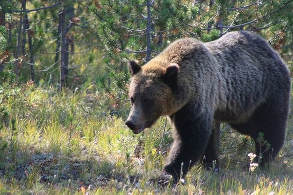 Bear Pole Dance - Krasnoyarsk, Pillars reserve, The Bears, Dancing, Video