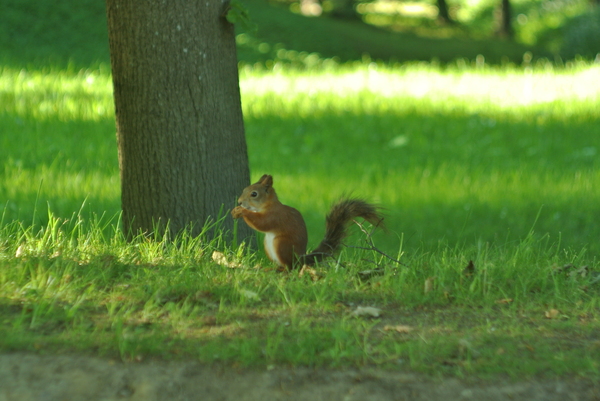 Just a squirrel from the Oranienbaum upper garden. - My, Squirrel, The photo, , Helios44