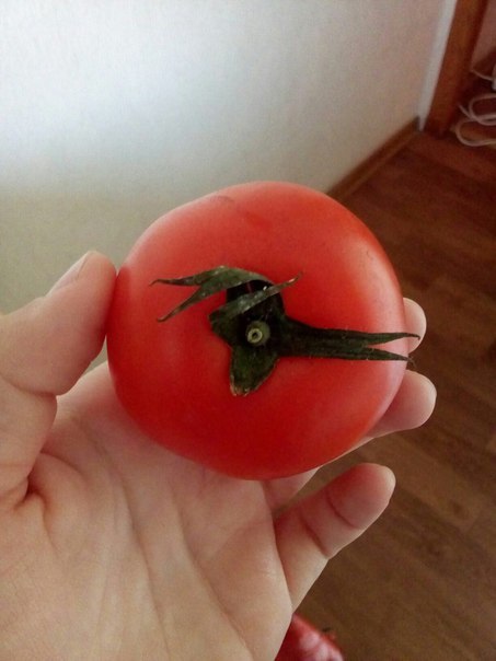 Hypomidor - Tomatoes, The photo, Hype, Deb