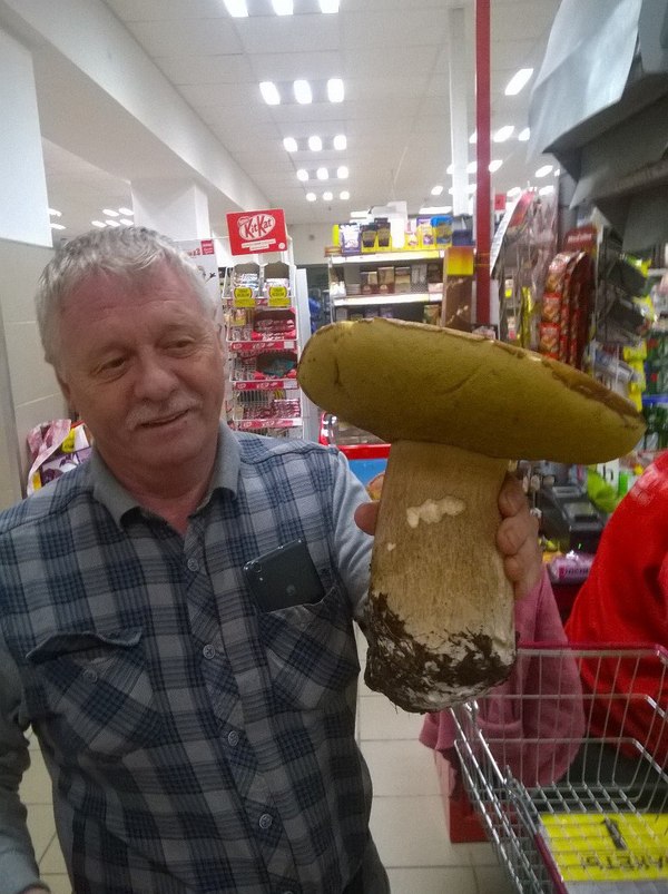 Mushroom weighing almost a kilogram - My, Zlatoust, Mushrooms, Chelyabinsk region