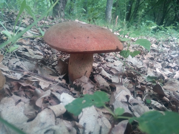 What kind of mushroom? - Question, Help, My, Mushrooms