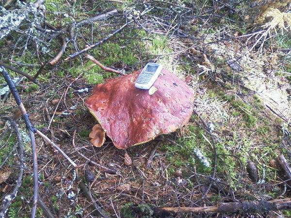 Here is a white mushroom weighing about 2 kg found today by me in the Leningrad region - king mushroom, Mushrooms, Bolshoy Bor, Leningrad region, My