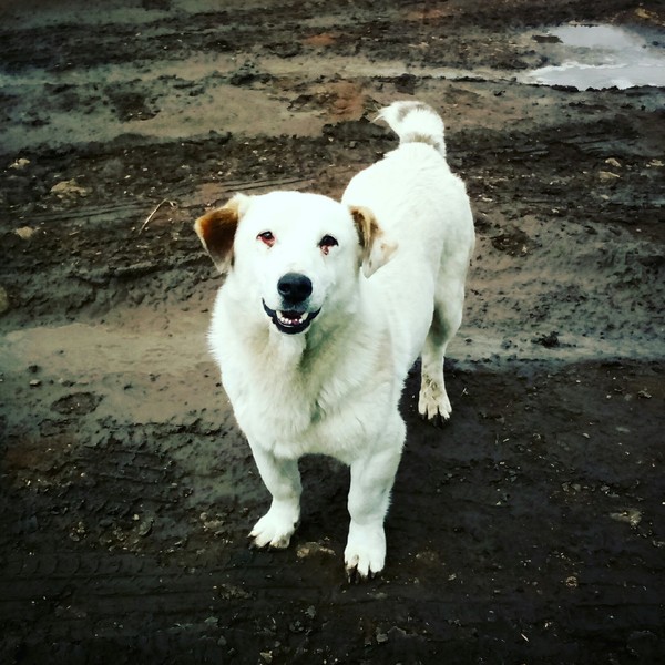 Yin Yang - My, Dog, Yin Yang, Best friend, Contrast, Eyes, beauty