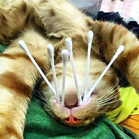 saber-toothed cat - cat, Dream, Cotton swabs