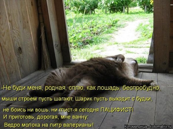 Do not wake up - cat, Humor