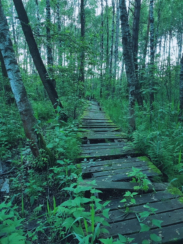 Лесная дорога