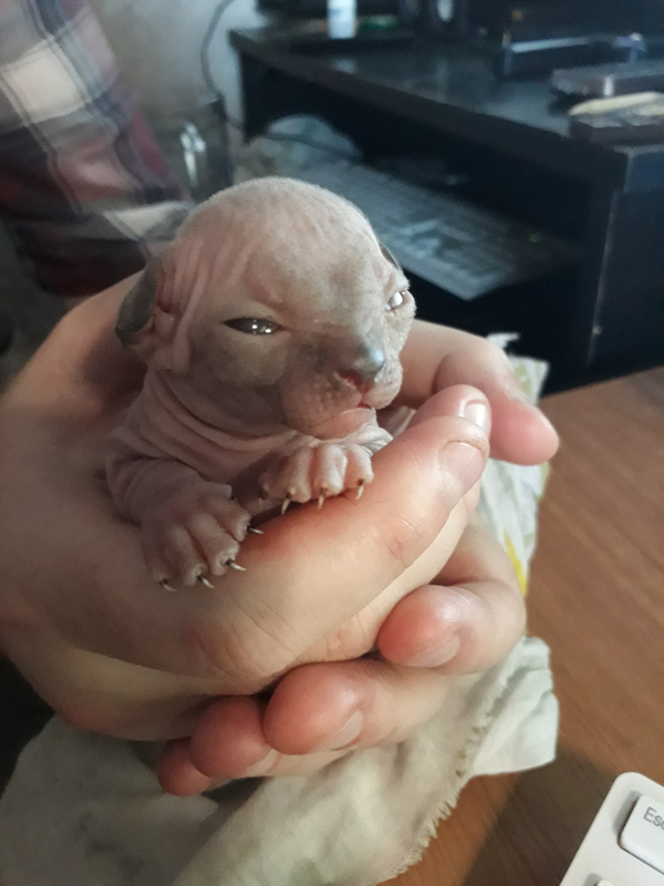 Sphynx, Canadian, 8 days old. - My, Sphinx, Canadian sphinx, Cats and kittens, , cat