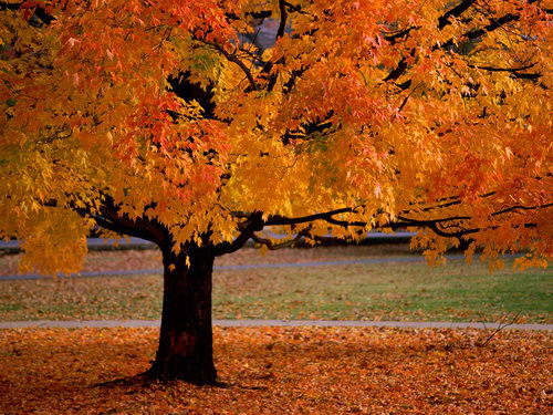 Just beautiful... - Autumn, Tree