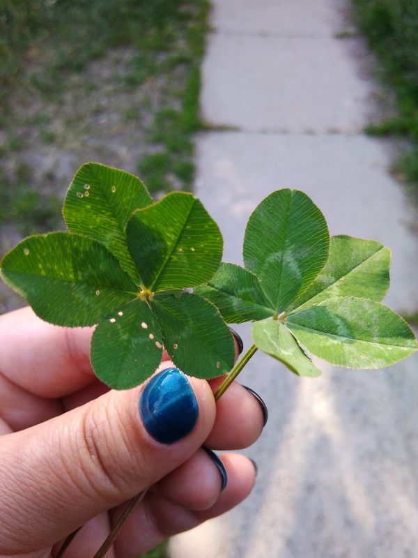 A little luck in the feed)) - My, , Clover, Suddenly, Walk, Luck