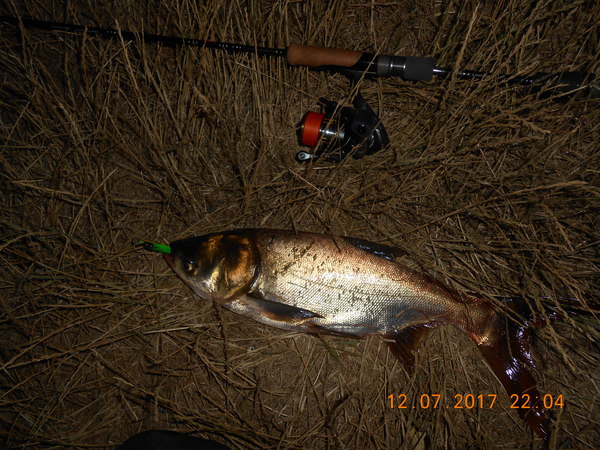 Unexpected - My, Spinning, Fishing, Wobbler, Silver carp, Suddenly