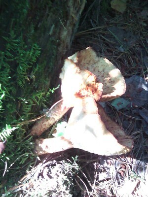 Walked today in the park, casually picking mushrooms. I stumbled upon some strange examples. Can this be eaten? - My, Mushrooms, Taiga