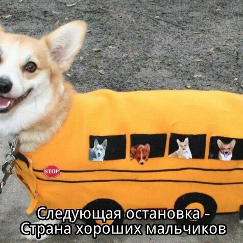 What country are you in? - Dog, Biscuit, Good boy, Corgi, Picture with text