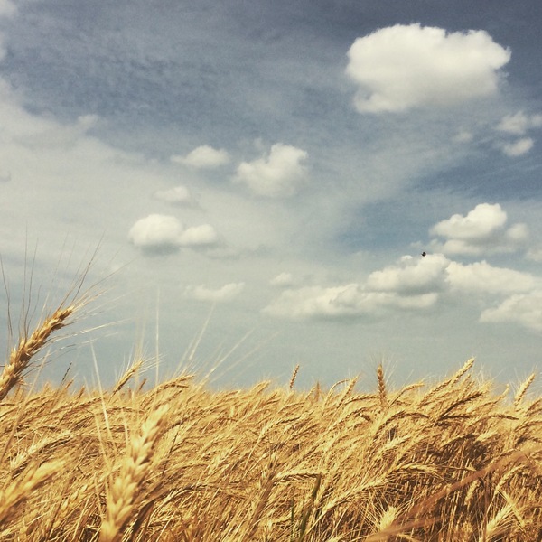 The season of heat and golden wheat. - Field, Краснодарский Край, My, A bike