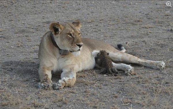 Lioness adopts leopard in Tanzania - Lions, a lion, Leopard, , wildlife, Tanzania, Adoption