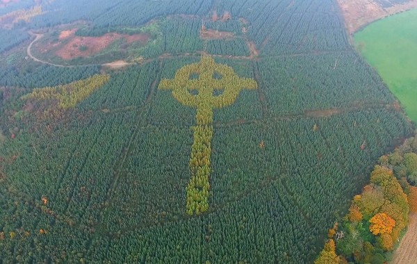 The forester planted trees in the shape of a cross. - Forest, Cross