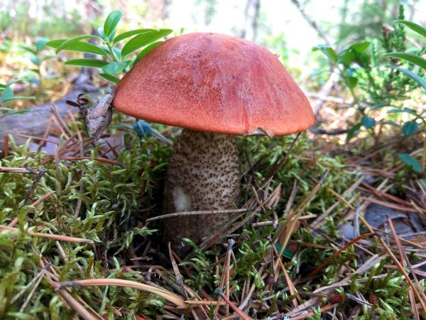 First boletus of the season - My, Forest, Mushrooms, Boletus, Nature, Protection of Nature, Summer, Leningrad region, Longpost