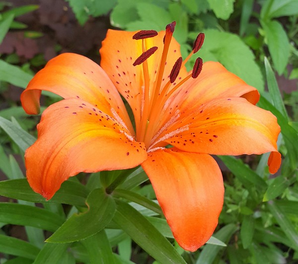 Lily - My, Lily, Flowers, The photo