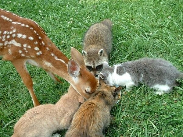 I like that all these different types of cats have become friends, despite such obvious differences between them. - cat, Raccoon, Deer, Deer