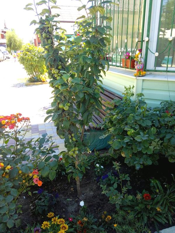 Необычная яблоня