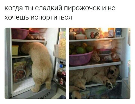 Pie. - Dog, Refrigerator, Heat