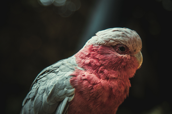 Birds of Tenerife - My, A parrot, Birds, Canon, Pigeon