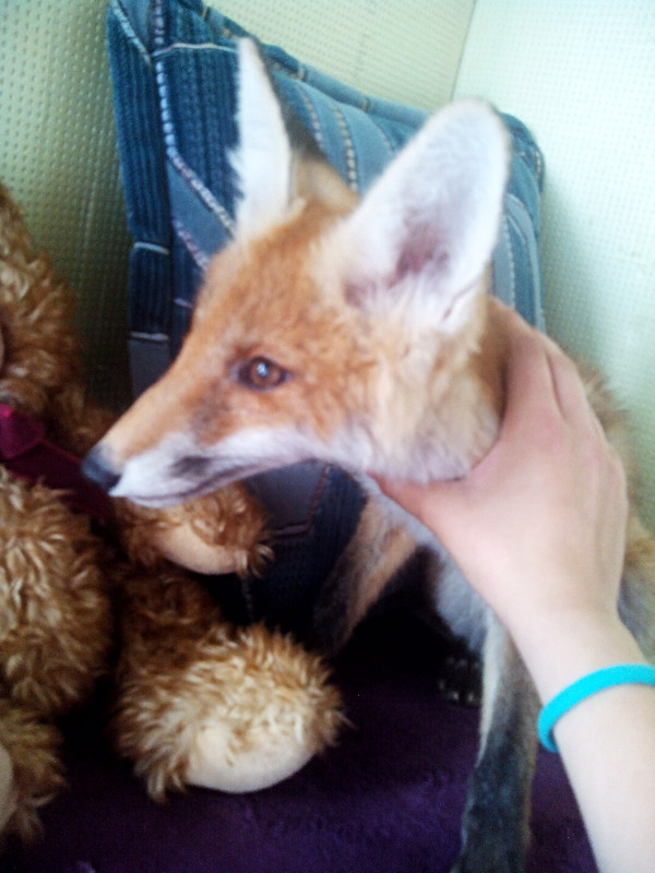 About borscht or how to properly feed foxes) - Champ, Borsch, Fox, Pets, Wild animals, My, My, Longpost