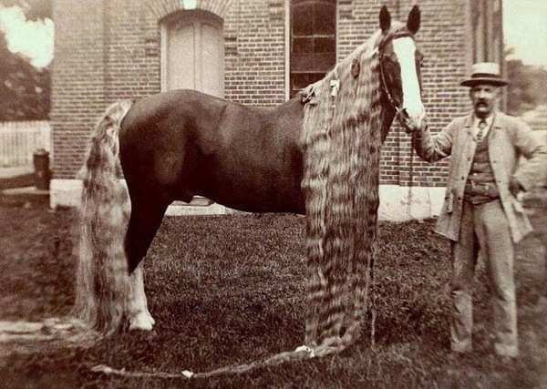 Mane - 427 cm, bangs - 274 cm, tail - 366 cm. - Horses, Mane, USA, Long hair, Past, Story, 19th century, Interesting, Longpost