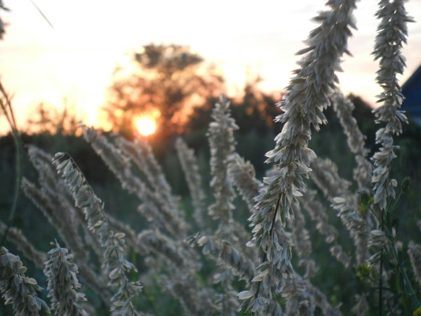 Grass at sunset - My, The photo, Steppe, Sunset, The sun, Grass