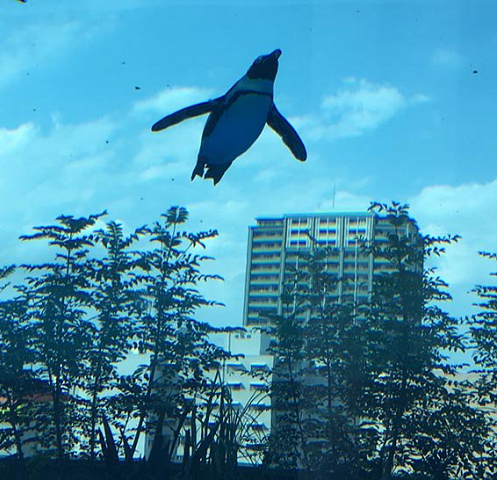 Even penguins fly in Japan - Japan, Aquarium, Tokyo