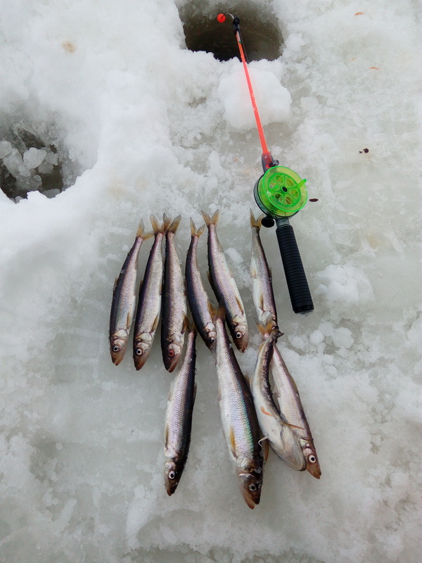 Немного зимней рыбалки летом Белое море, Зимняя рыбалка, Длиннопост