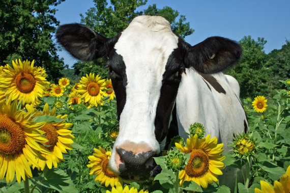 Heifers in flowers. - Cow, Meadows, Longpost, Flowers