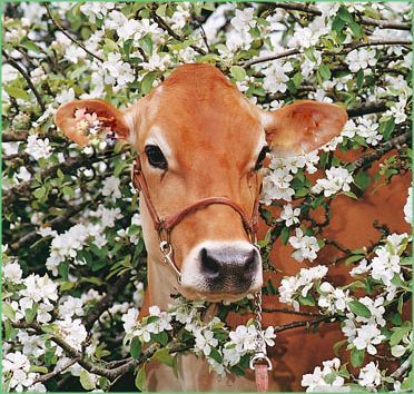 Heifers in flowers. - Cow, Meadows, Longpost, Flowers