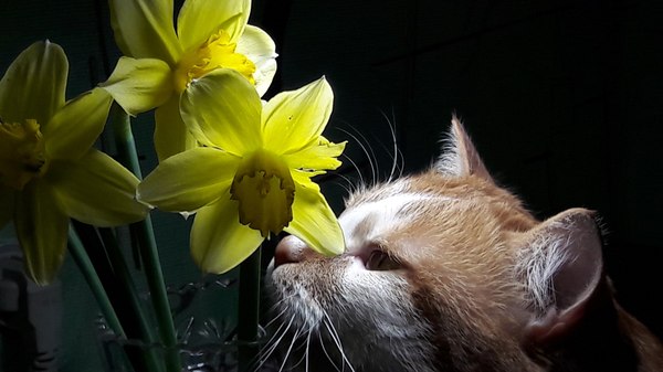 Funtik and daffodils - Flowers, Daffodils flowers, Narcissus, Funtik, My, cat