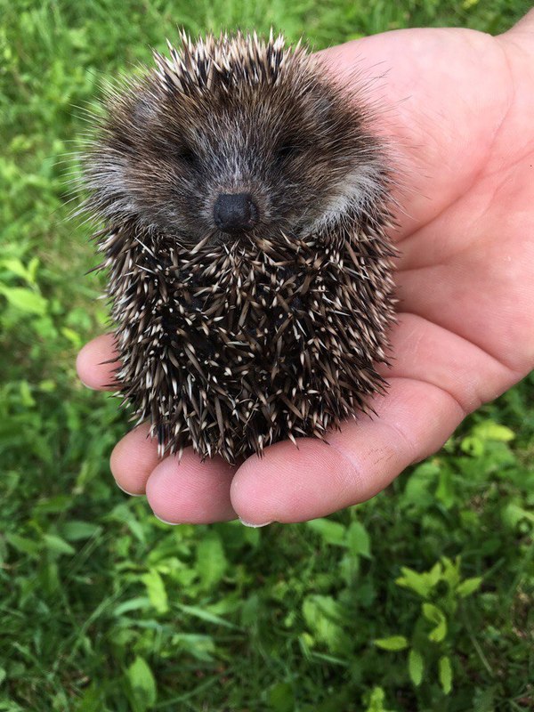 Have a good week everyone! - My, Hedgehog, Village