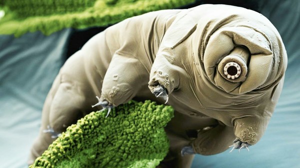 Tardigrades can survive an asteroid impact and a supernova explosion - Tardigrade, news