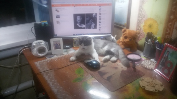 Кот-задрот горе в семье