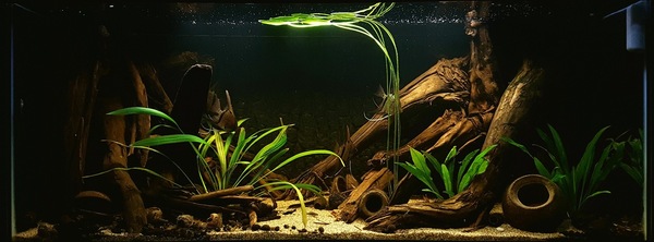 Blackwater tank - black water in the aquarium :)) - Aquarium, Aquarium, Aquarium fish, , Aquarium plants