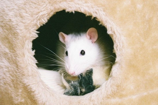 In rats found the memory of forgotten memories - The science, news, Biology, Neuroscience, Rat