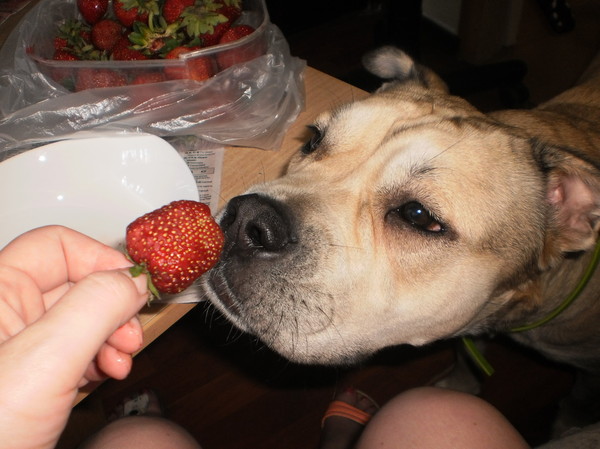 And what do you have there .... - My, Dog, Yummy, Cadebo