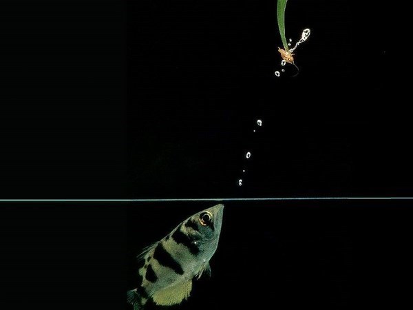 The fish shoots at a target up to 5 meters - video national geographic - Aquarium, Aquarium, Aquarium fish, , Video