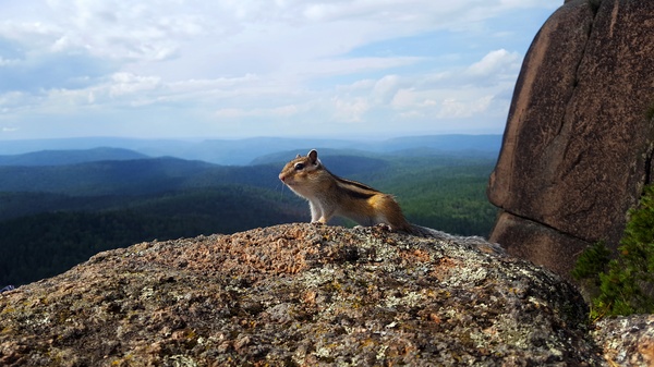 Chipmunk on the Krasnoyarsk Pillars - My, Chipmunk, Krasnoyarsk, beauty