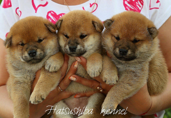 Baby Shiba Inu. - My, Dog, Puppies, Shiba Inu, , Doge, , 