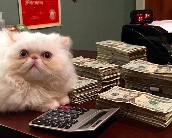 New taxpayer expresses slight bewilderment - cat, Money, Tax, Shock